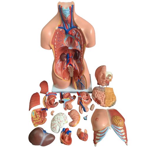 人体器官结构解剖模型儿童玩具内脏大脑心脏躯干其他模型玩具