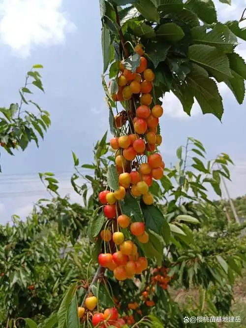 40一斤的黄色大樱桃有哪些品种?辉煌雷尼布鲁克斯佳红,表现如何