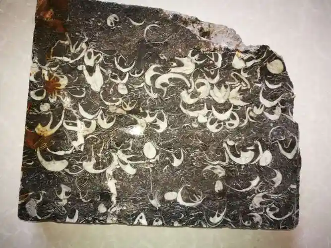 艺人行传媒:罗先生远古海洋古生物化石急售__凤凰网