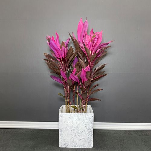 朱蕉植物盆栽红叶朱焦红铁树水培花卉室内甲醛绿植