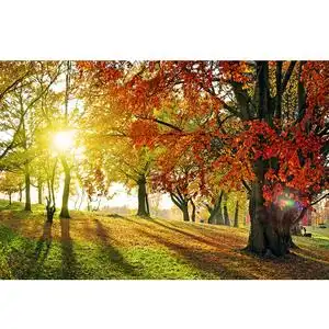 秋天风景画 大树阳光森林壁画 无框画芯书房卧室客厅居家装饰墙画