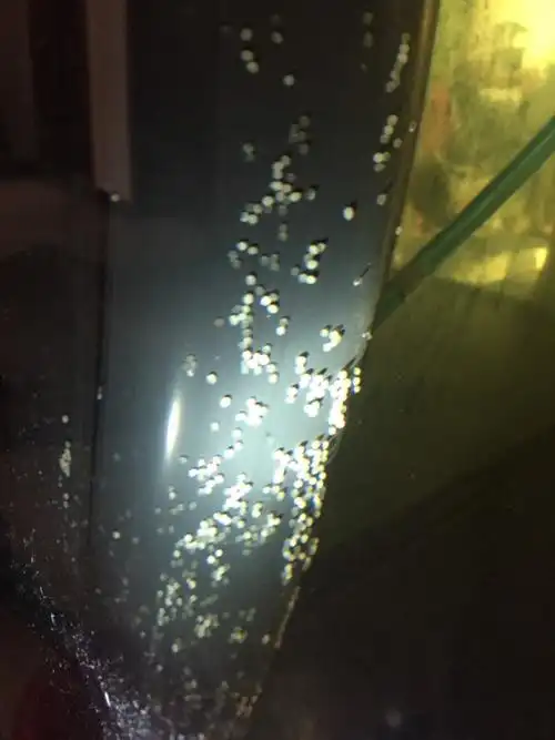 血鹦鹉产卵能孵出小鱼吗?