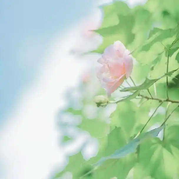 朋友圈抖音刷屏文案集锦,点赞暴增