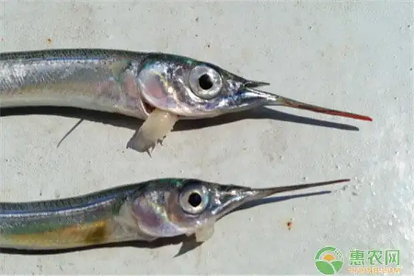 有哪些营养价值?吃针鱼有什么好处?