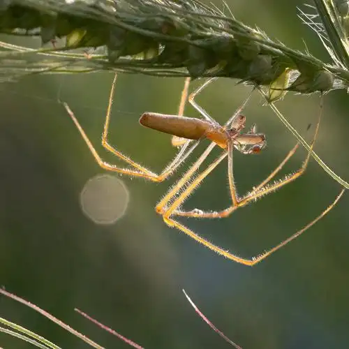 长脚蛛