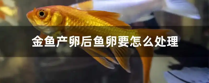 金鱼产卵后鱼卵要怎么处理