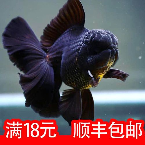 纯黑狮子头泰狮金鱼百褶原泰巨人f1鱼活鱼鱼苗易养活水族宠物包活