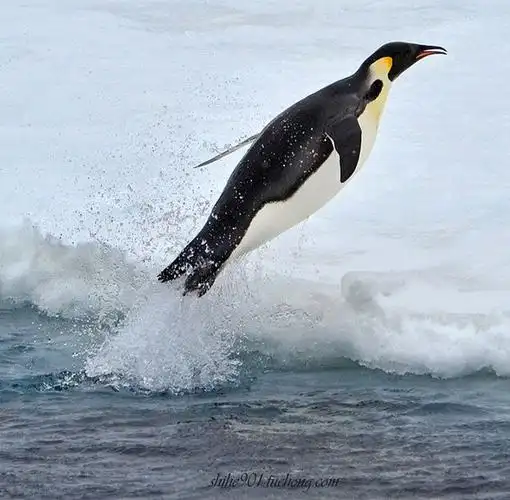 帝企鹅登陆 the emperor penguin to landing