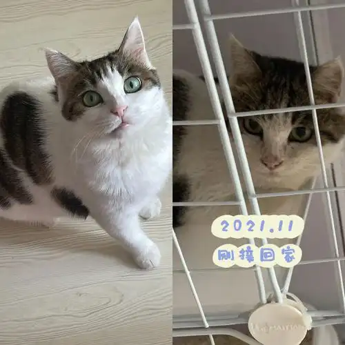 论吉拉拉现在有多胖