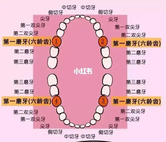 关于牙齿烂掉的这件事