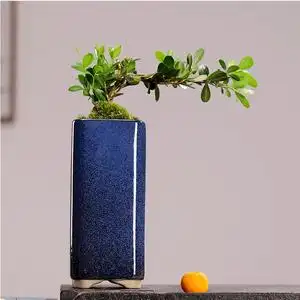 小叶黄杨造型树苗常青植物福建茶qc老桩盆景绿植金边六月雪提根盆