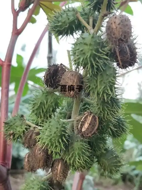 的那么蓖麻子的功效与作用有哪些呢下面一起来看看蓖麻子的功效与作用