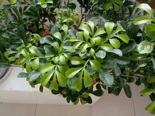 我的米兰花长新叶子,下翻是什么原因?