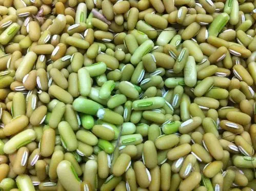 野绿豆能食用吗?学名叫什么?