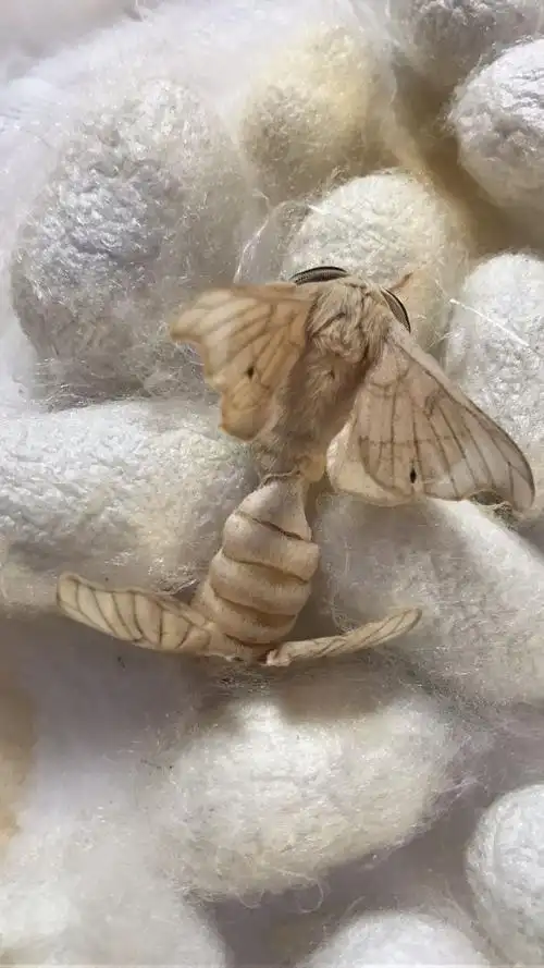 谭粤程的蚕宝宝成长记