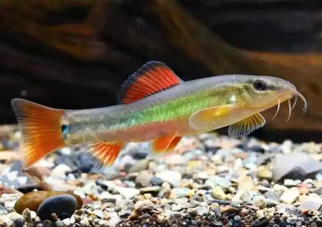 美丽小条鳅冷水鱼高颜值原生观赏清道夫好养易活鱼缸清洁工谈水鱼