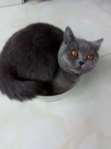 我家的兰猫好可爱哟