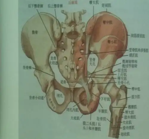 骶髂关节的评估与手法