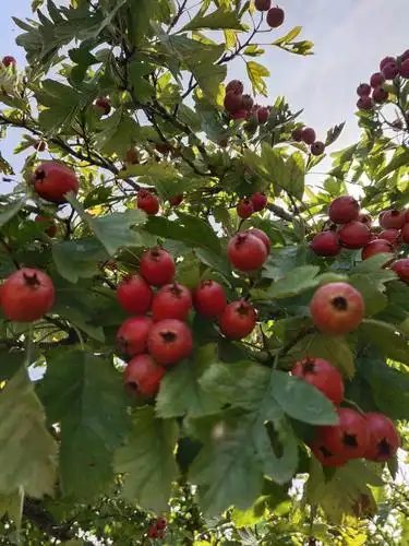 山楂树接满了红红的果实,像极了一个个小灯笼挂满枝头