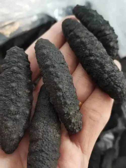 纯淡干野生土耳其海参