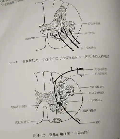 脊髓前角细胞"共同公路"4,脊髓灰质细胞柱:脊髓灰质内的神经元分布不