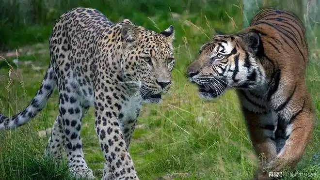 美洲豹能够把华南虎揍一顿吗从实力上来看这事还真不好说