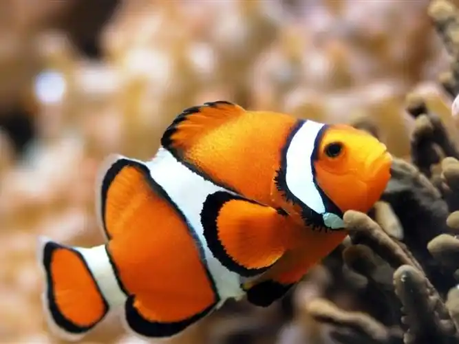 海底世界小生物壁纸_自由的小生物_动物壁纸