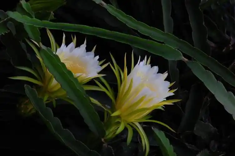 剑花(图源网络)能看又能吃的剑花风味独特,常常被无汤不欢的广东人