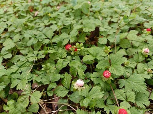 蛇莓草蛇泡草三叶莓三爪风地莓草四川发货新鲜现挖500g也有晒干的