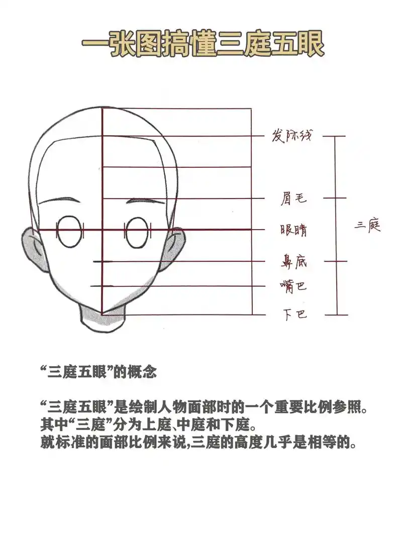一张图搞懂三庭五眼.后面有绘制流程.码住.#procreat - 抖音