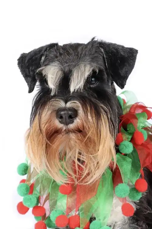 雪纳瑞好养吗,有什么优缺点