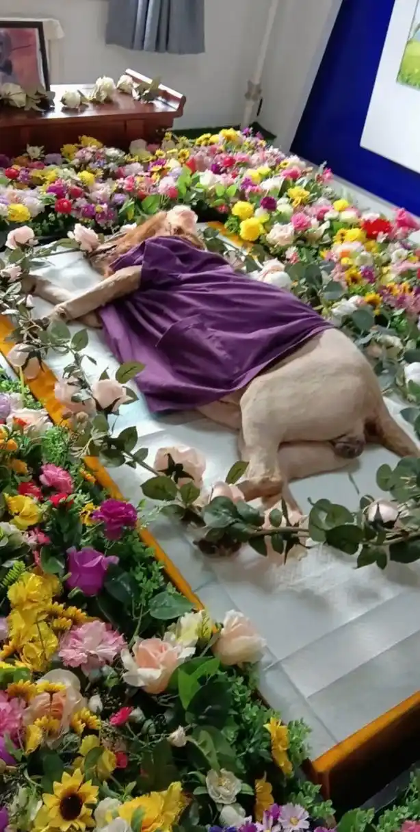 给狗狗举行葬礼,狗命贵啊!