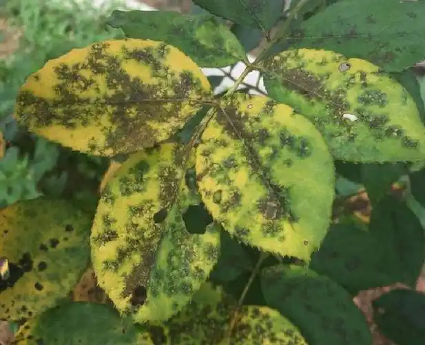 月季常见病虫害及其防治方法