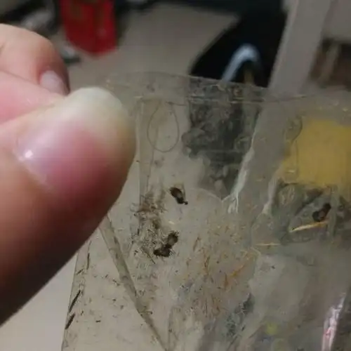 宿舍床板缝隙里的小虫子!这什么玩意儿有人知道嘛?