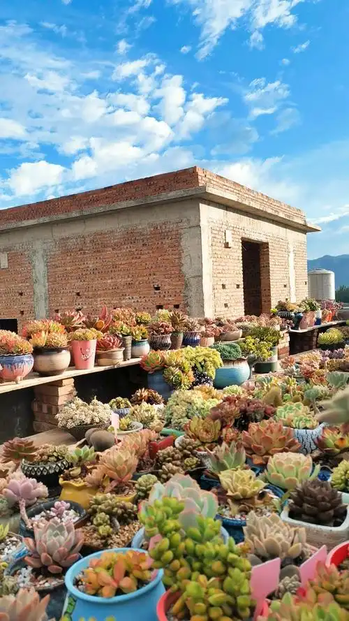 云南实验的楼顶花园 我的多肉和船长80土 船长80土