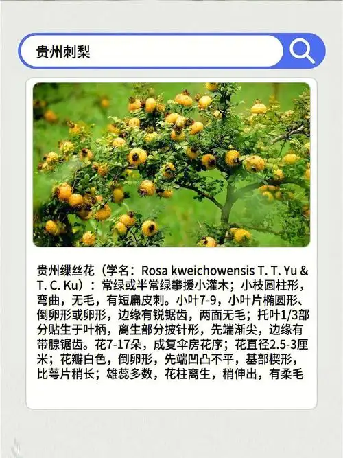 97vc:维c含量是可以说是水果里zui高的!