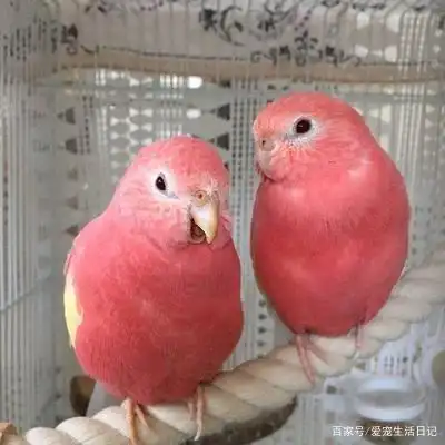 粉色虎皮鹦鹉秋草鹦鹉你见过吗?外表神似水蜜桃,让人想咬一口