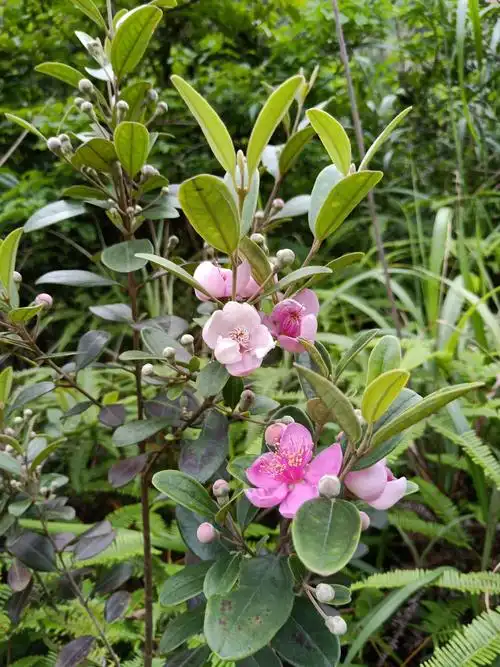 桃金娘科山稔,花如桃花烂漫