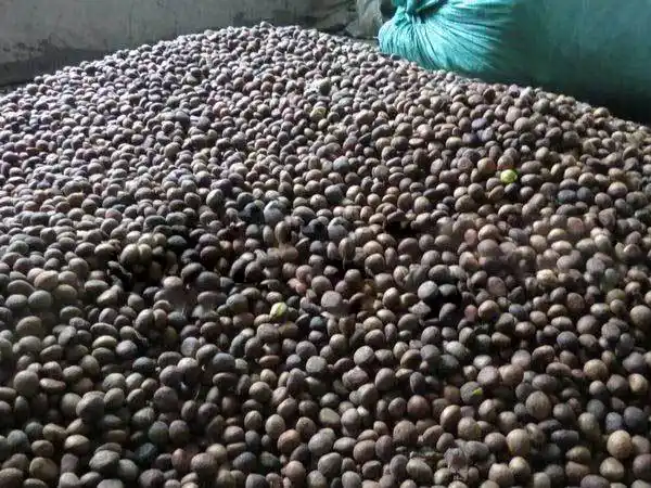 枇杷种子适合什么时候播种