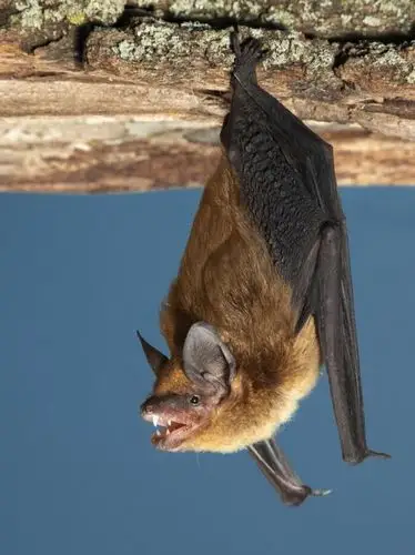 让人闻风丧胆的蝙蝠,不仅携带病毒多,人类想长寿还得向它学习!