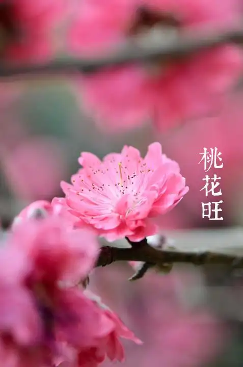 桃花正旺时