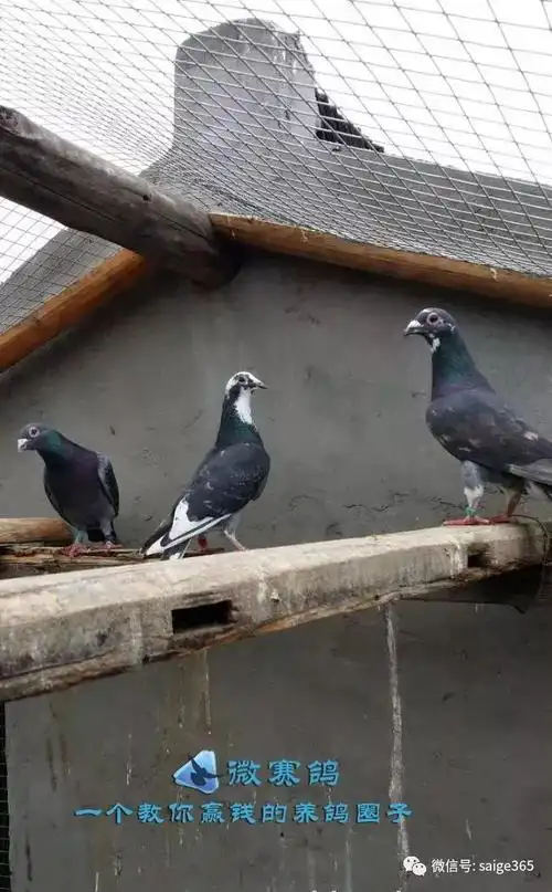 图集李鸟保留几十年下站直上千公里