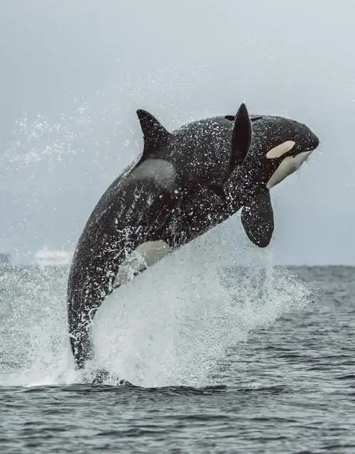 聊聊可爱的虎鲸