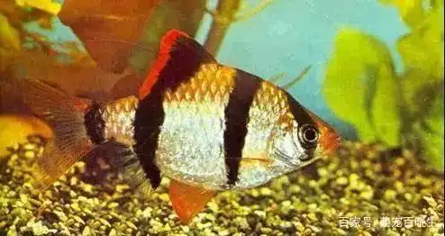 虎皮鱼怎么分公母?区别其实很明显