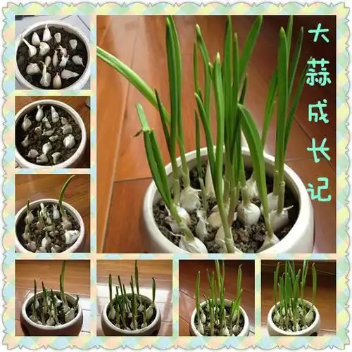 电子小报蒜苗植物成长记录手抄报板报模板1585大蒜的生长过程手抄报