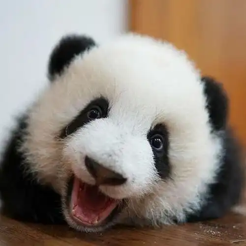 每个大熊猫萌宠都是可爱的,当然也有香香和胖大海