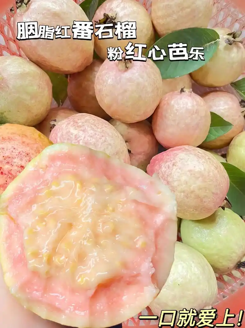 新鲜应季水果 #胭脂红番石榴#粉红心芭乐抖音助农