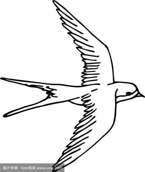 白线上手绘了飞燕