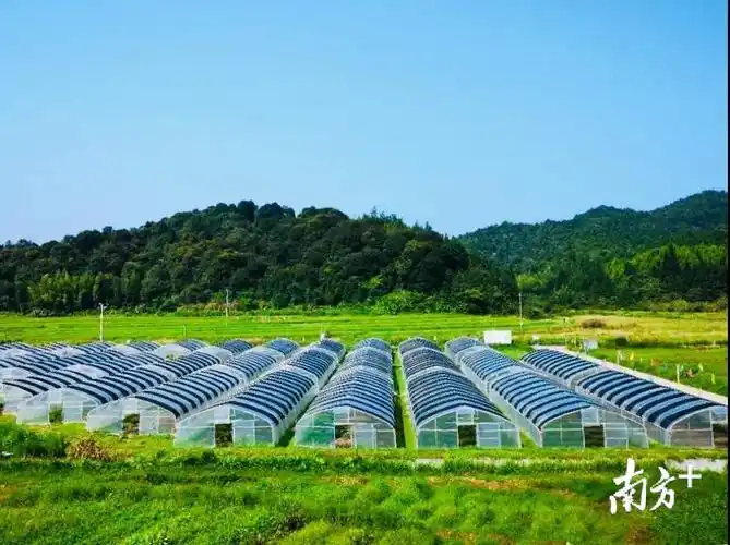 乳源龙德生态农场有机蔬菜大棚.李志龙 摄