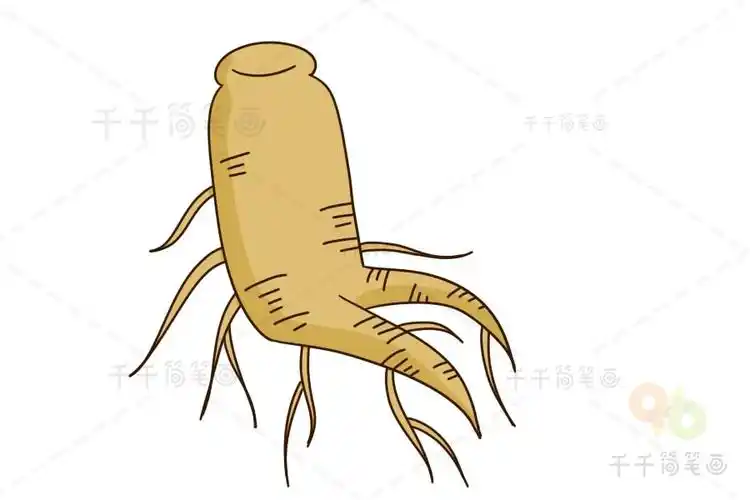 人参简笔画,植物画法教程,植物简笔画图片大全,简单植物绘画图片